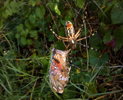 [This spiker has an orange/red patch on its back end, but the rest of the body is black and yellow with the stripes on the legs. The spider is near the orange butterfly partially encapsulated in the web. There are some black bugs crawling across the butterfly.]